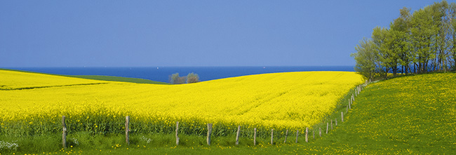 Rapsblüte auf Fehmarn