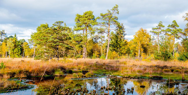 Auf Gleisen durchs Moor